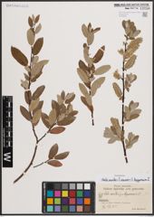 Foto von Salix aurita L. x Salix cinerea L. x Salix lapponum L.
